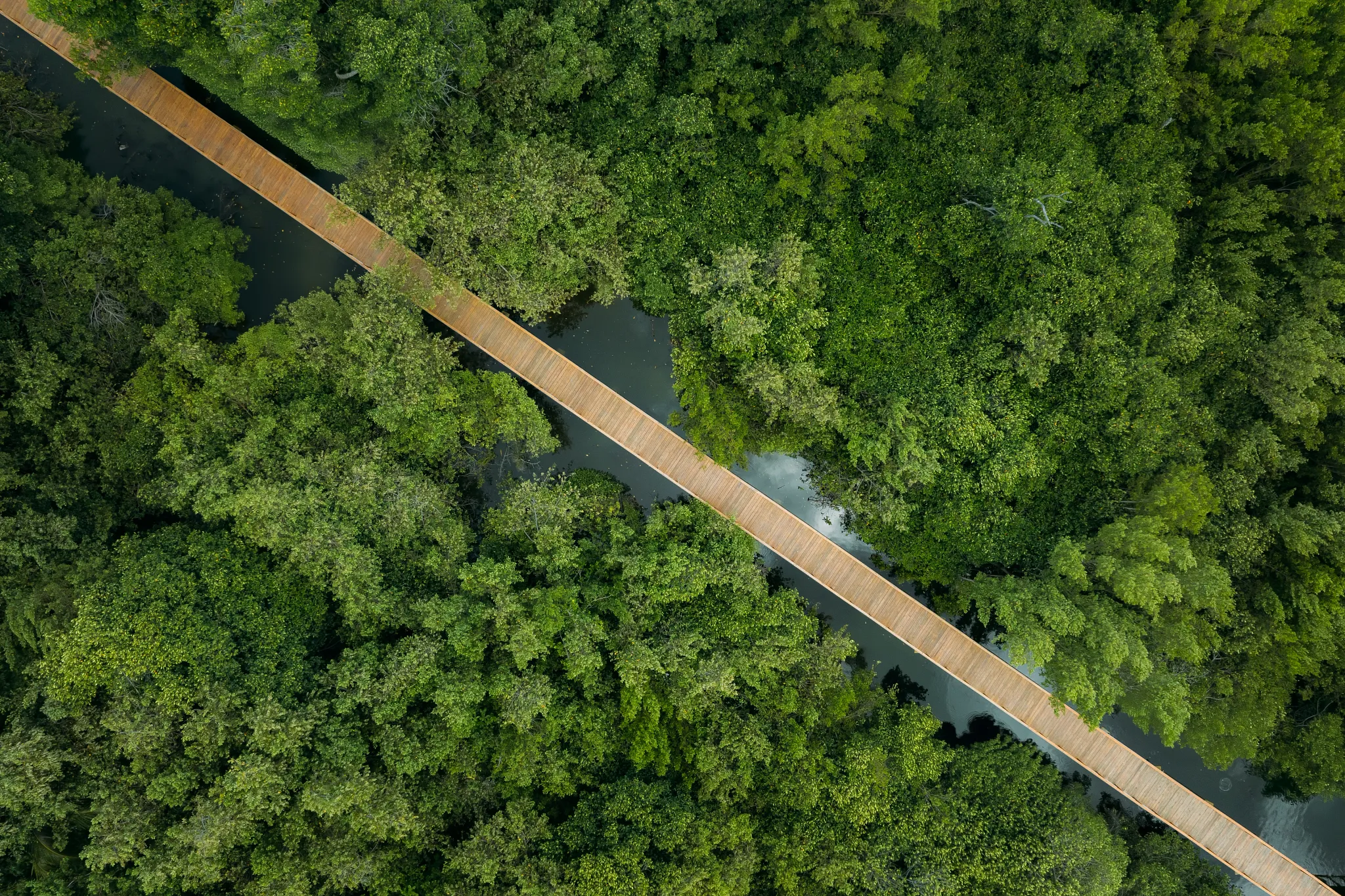 op-down aerial view of a wooden walkway cutting through dense green mangroves at Dreams Royal Beach Punta Cana.